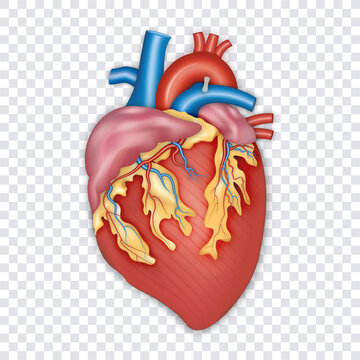 Diagram of human heart anatomy isolated on transparent background. vector illustration.