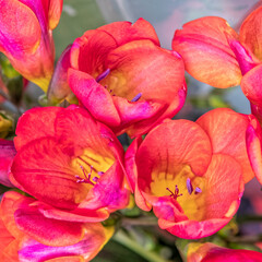 red freesia flowers top view closeup, colorful background