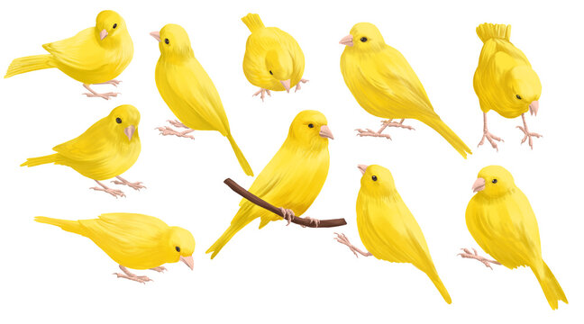 drawing birds, yellow canary