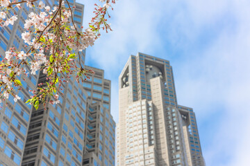 Obraz premium Yoshino cherry blossoms branch in front of the tower of the Tokyo Metropolitan Government Building during the hanami festival of blossoming season at spring in Shinjuku.