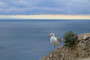 Mouette à Bonifacio