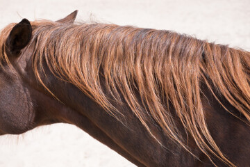Neck of a horse with reddish brown flapping mane in the sun © Henk Vrieselaar