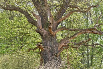 Old gnarled oak tree in spring