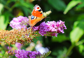 Schmetterling an unserem Flieder