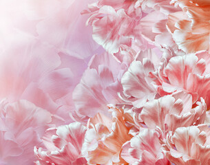 Tulips flower light  pink. Floral background.  Close-up. Nature.