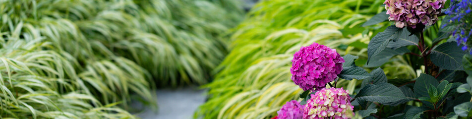 A horizontal banner of Fuchsia macrophylla  hydrangea, Endless Summer, resting on a river of  chartreuse hakone grass