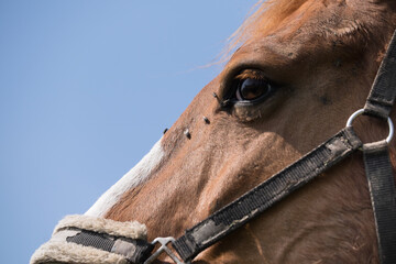Head of a brown horse with lots of flies on the nose, around the eye and in the blue sky
