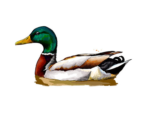 Duck from a splash of watercolor, colored drawing, realistic. Vector illustration of paints