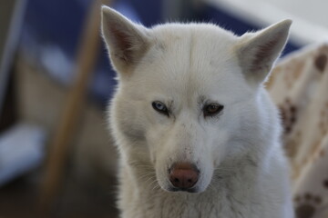 Portret of the white husky dog in winter whith different eyes