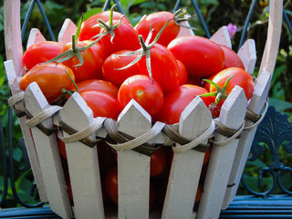 A white  wooden basket bursting with just picked  organic red grape tomatoes,