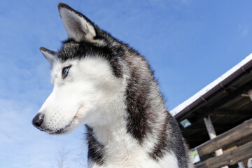 Portrait of a Siberian husky, friendship forever. Pet. Husky