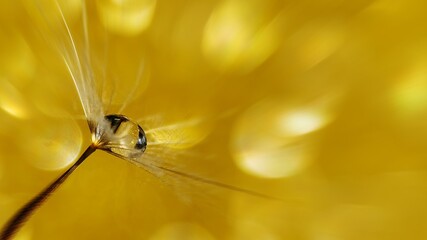 Yellow background with bokeh and big water drop on salsify seed parachute. Spring-summer nature background.