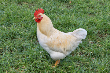 Hahn auf einer wiese, Freilandhaltung, Bio, Hahn