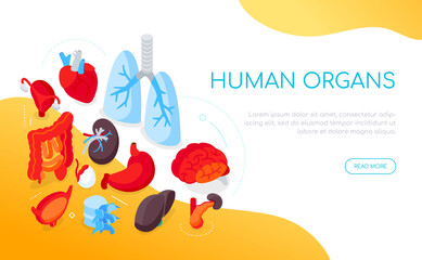 Human internal organs - modern colorful isometric web banner