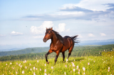 Arab racer runs on a green summer meadow on sunny day