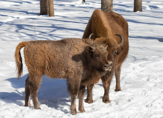 Adult female bison with cub