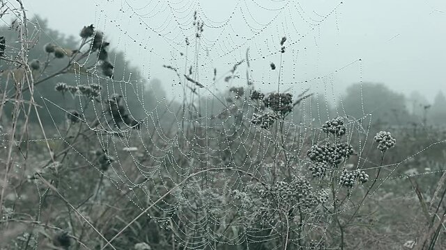 Foggy autumn landscape and wet spider web. Cobweb in dew drops in misty field, soft selective focus