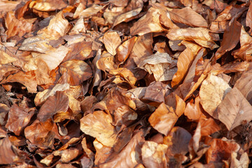 forest foliage on the first day of spring