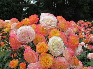 Beautiful Bright closeup colourful rose flowers bloom in Vancouver rose garden