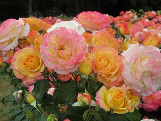 Pretty Bright Closeup colourful rose flowers bloom In Vancouver park rose garden