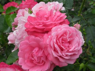 Pretty Bright Closeup pink roses in Vancouver rose garden