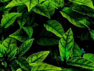 Fototapeta na wymiar Beautiful abstract green flowers on dark background and yellow flower frame and green leaves texture, green background, dark theme, green leaves texture