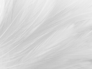Beautiful abstract black feathers on white background and soft white feather texture on white texture pattern, dark theme wallpaper, gray feather background, gray banners