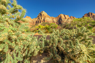 Cholla cactus along a road in Zion National Park, Utah, USA.
