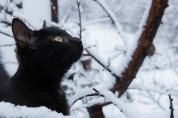 Naklejka na ściany i meble kitten in the winter garden on the hunt