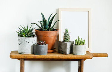 Home plant Succulent Mockup frame copy space on wooden table on white wall background