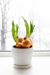 Growing young green onion bulbs in a pot on a windowsill