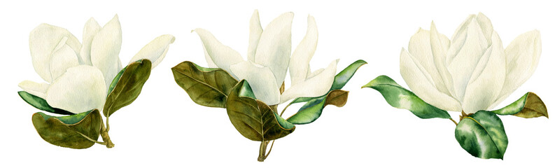 watercolor drawing white magnolia flowers - obrazy, fototapety, plakaty