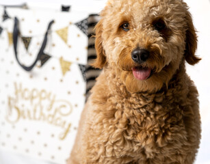Mini golden doodle puppy standing in front of a happy birthday background