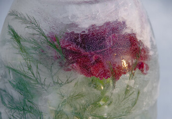 Closeup of red flower and green plants frozen in the ice and highlighted by evening sun