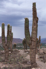Desert flora in the mountains. View of giant cactus Echinopsis atacamensis, also called Cardon by locals, growing in the aboriginal Pucara fort ruins in Tilcara, Jujuy, Argentina.