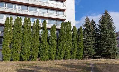Examples of landscaping with conifers in the city and park. Conifers in landscaping and urban...