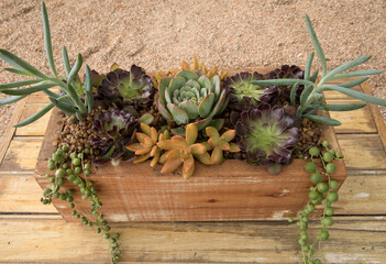 Ornamental succulent plants arrangement. Overhead view of different succulents, such as Echeveria, Sedum, Aeonium and Curio, growing in a wooden pot. Beautiful natural colors, texture and pattern.