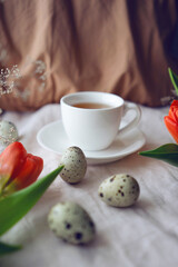  Cozy easter composition with a   quail eggs, tea cup and tulips on beige cloth. Spring morning mood