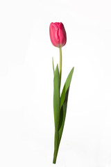 Wonderful pink tulips on a white background.