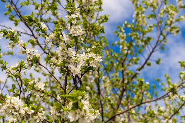Blooming branches of an apple tree in spring.