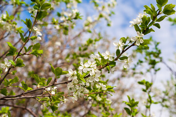 Blooming branches of an apple tree in spring.
