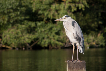 Great blue heron