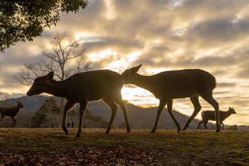 朝日に輝く奈良の鹿