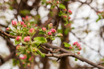 Blooming branches of an apple tree in spring.