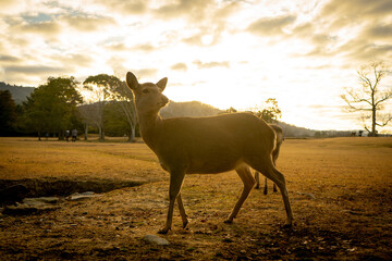 朝日に輝く奈良の鹿