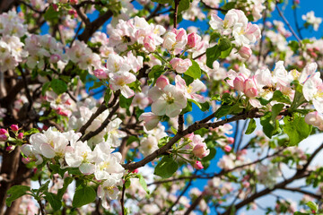 Blooming branches of an apple tree in spring.