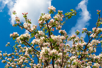 Blooming branches of an apple tree in spring.