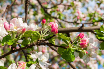 Blooming branches of an apple tree in spring.