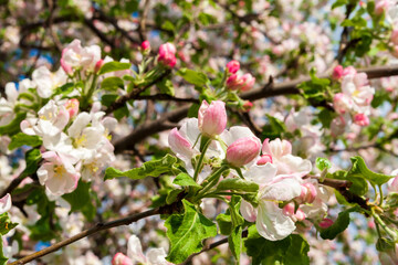 Obraz na płótnie Canvas Blooming branches of an apple tree in spring.