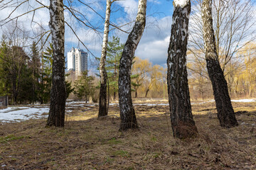 Fototapeta premium Cityscape. A group of birches in a city park overlooking high-rises in early spring. Generalized photo of the city park in early spring